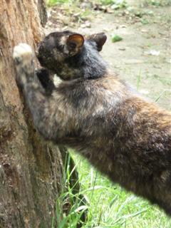 Kat krabt aan boom